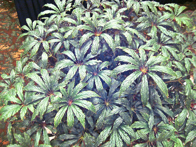 B. hemsleyana var. hemsleyana